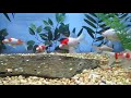 comet goldfish sarasa feeding frenzy toledo goldfish