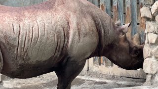 アルゴちゃんが気になるマロくん【2022年10月28日】【上野動物園】ヒガシクロサイ