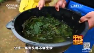 多彩贵州系列片（17）苗家牛的生日派对  【走遍中国20150817 】