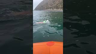 Colin Hill Swims NZ’s Cool Strait in 8 hrs 27 mins