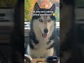 husky head tilts are rare but that makes them all the more valuable. siberianderpskies husky