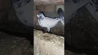 #chsakhi #karak #pigeon #kabootar #teddykabotar #birds