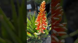 Blooming Aloe \