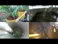 Aquaponic Vlog 15.. How the water flows through the system & a look at the fish.. Aquaponic Vlog 15.. How the water flows through the system & a look at the fish..