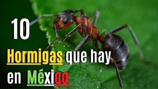 10 hormigas qué hay en México