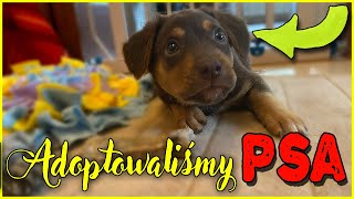 Poznajcie nowego członka rodziny... | ADOPTOWAŁAM PSA 🐶