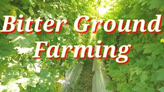 Bitter Ground Farming।। Amazing Farming।। କଲରା ଚାଷ