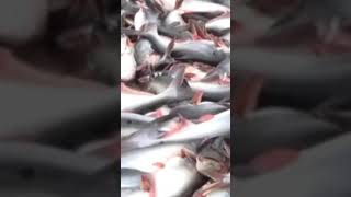 গ্রামের বাজারে পাংঙ্গাশ মাছের খনি || See Today's Fish Market Live