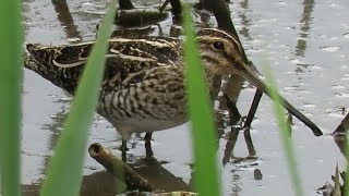 野鳥50種＠彩湖・秋ヶ瀬・大久保農耕地・伊佐沼_2018/04/14