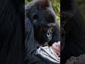 gorilla holding a human baby with care ai sora openai