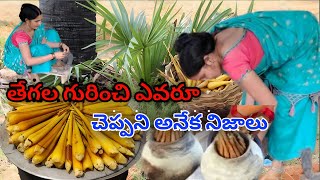 తాటి తేగలు ఫుల్‌స్టోరీ|| How To cook Tatitegalu || Tegalu benefits in telugu