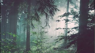 Deep Healing Meditation Music | Spiritual Forest Journey | Relax, Focus, Trance, Meditate
