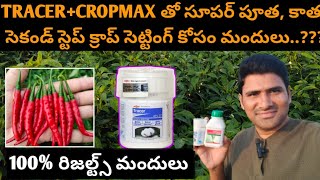 #మిరపలో TRACER+CROPMAXతో సూపర్ పూత, కాపు#సెకండ్ స్టెప్ గ్రోత్, క్రాప్ కోసం @MB-uk4gl