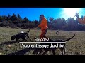 Chiens de chasse #2 : L’apprentissage du chiot