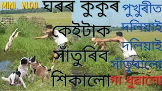 ঘৰৰ কুকুৰ কেইটাক পুখুৰীত সাঁতুৰালো