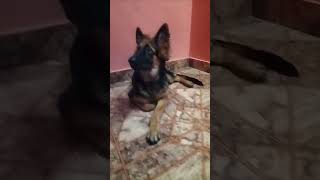 நா கேட்டது #funny #love #music #germanshepherd subscribe more videos like this ❤️