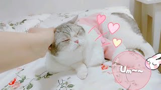 貓咪按摩 Cat asmr |【Lan Sam BB】臉部按摩術，小貓舒服到不得了