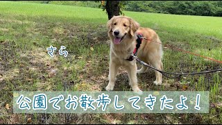 公園でお散歩してきました🐶【ゴールデンレトリバー】〈56〉