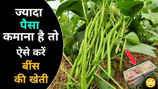 बींस की खेती || ज्यादा पैसा कमाना है तो ऐसे करें Beans ki kheti💰 🤑 || Beans Farming Kaise kare ?