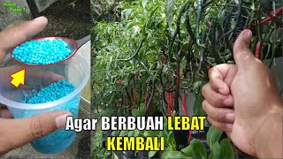 Cara Pemupukan CABE Setelah Panen, Agar Kembali BERBUAH LEBAT