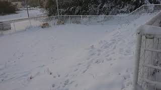 犬は雪ではしゃぐー