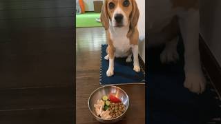 3色朝ごはんを食べるビーグル犬#犬#dog