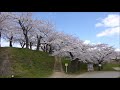 2021.4.26 【函館】 見頃が続く五稜郭公園の桜　郭内散策