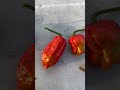 habanero vs ghost pepper. garden peppers shorts salsa heat