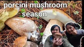 Porcini mushrooms