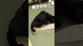 #福岡県八女市 #おちゃねこ八女 #保護猫#アイス #なぞ #cats #shorts