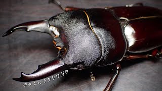 デタニヒラタクワガタの成虫掘り出し結果【クワガタ飼育】