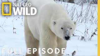 Polar Bears, Dogs & Mantis Shrimp (Full Episode) | Everything You Didn't Know About Animals