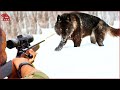 How Farmers and Hunters Deal with Millions of Wolf, Crocodile And Fox By Gun | Farming Documentary