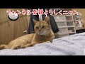 発情期？あぐらの中で休む猫…かとおもったら机の上にたちお尻を向けて綿棒催促する、そのあと外の野良猫とガラス越しで見つめ合い