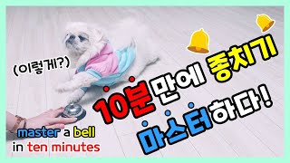 강아지 벨훈련 / 생각하는 하브루타 교육법으로 10분만에 마스터!