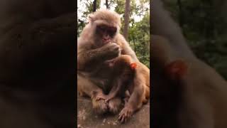 Monkeys, Baby monkey videos   BeeLee Monkey Fans #Shorts EP1495