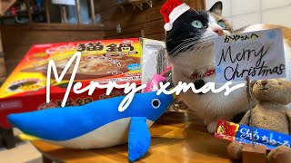 【三毛猫と田舎暮らし】猫と過ごすクリスマスの朝