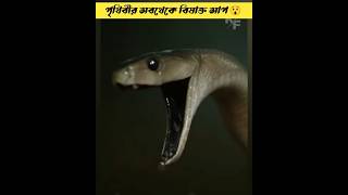 Alert 🚨 এশিয়ার সবথেকে বিষাক্ত সাপ এরা 😲 Asia poisonous Snake @mayajaalbangla #shortsviral #facts