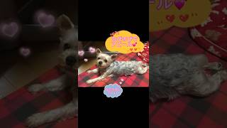 【なでてほしい犬】#shorts#犬#ヨークシャーテリア#なでなで#アピール