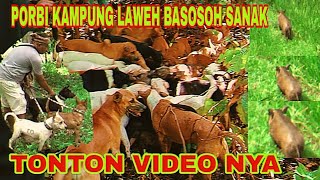 Berburu babi hutan,Buruan kampung Laweh -GASAN GADANG,Babi Besar melintasi sawah,#channelperdana02