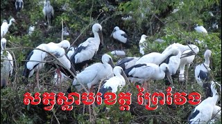 1m Birds in Kh-មកទស្សនាសត្វស្លាបនៅទួលព័ន្ធតាឡី_នៅខេត្តព្រៃវែង