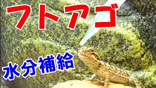 フトアゴヒゲトカゲの水分補給【水飲まない】