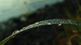 Where Does Dew Come From?