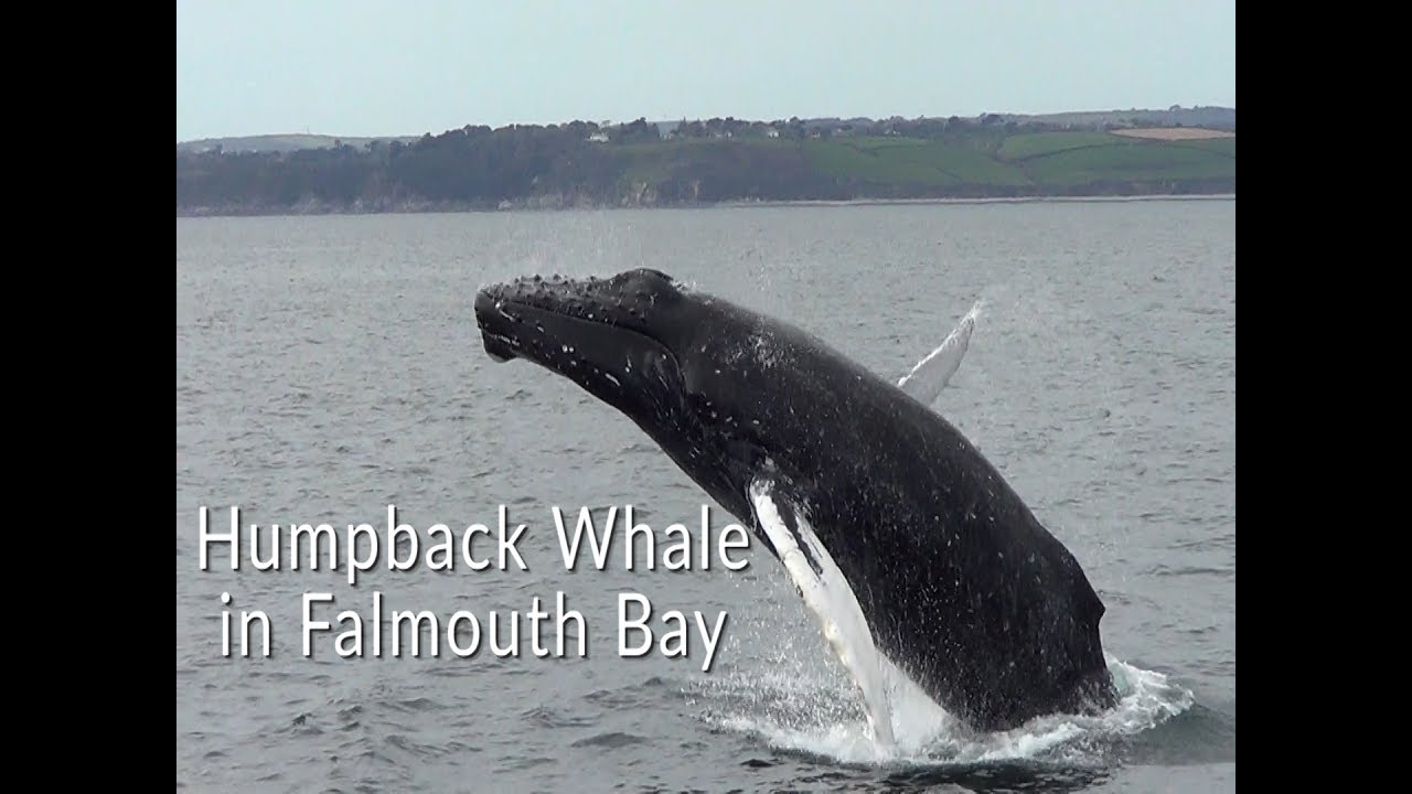 Humpback Whale In Falmouth Bay - YouTube