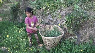 Collecting and cooking green vegetables in village || Rural life