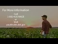 work hard stay safe agricultural summer job tips for youth