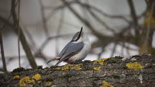 Обыкновенный поползень (Sitta europaea)