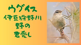 春から夏、鳴き続けるウグイス。求愛？警戒？安堵？気持ちを込めて鳴いています。