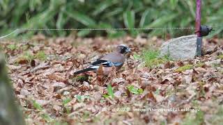 カケス　地面で採餌