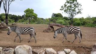 よこはま動物園ズーラシアへ行ってきました